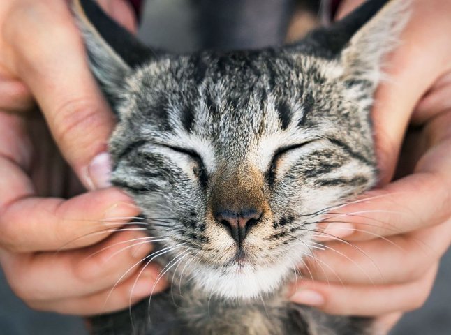 5 найбільш спокійних порід котів: ідеальні компаньйони для дому