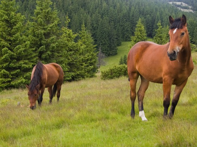 На Закарпатті вперше пройде фестиваль коней