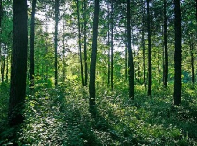 Вчора в лісовому масиві поблизу Мукачева зник чоловік