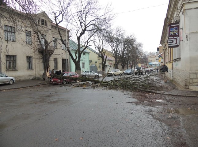 В Ужгороді старе дерево впало на припаркований автомобіль (ФОТО)