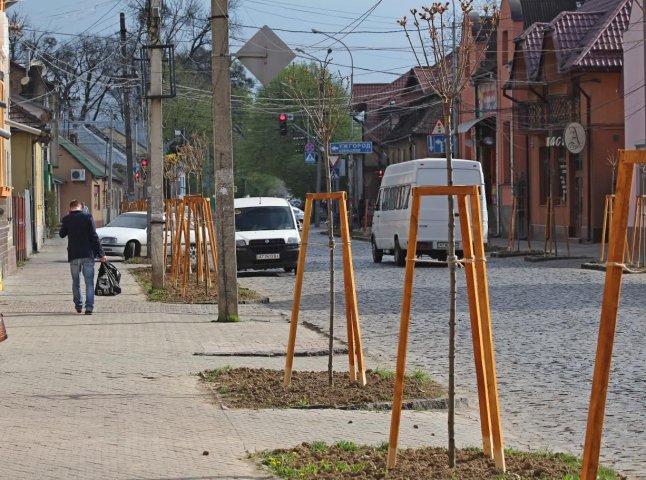 Мерія Мукачева показала кленову алею, висаджену на місці зрізаних дерев на вулиці Духновича
