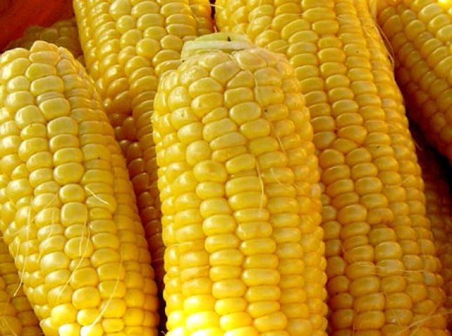 На Берегівщині зі складу вкрали 7 тонн кукурудзи