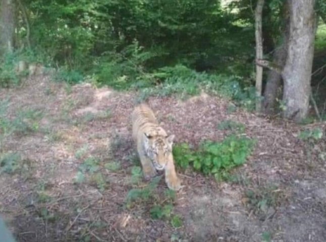 Із українського зоопарка у Словаччину втік тигр. Помітили його на закарпатському кордоні 