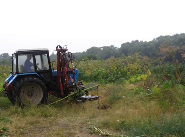 На набережній Ужгорода комунальники ліквідували понад гектар отруйної рослини