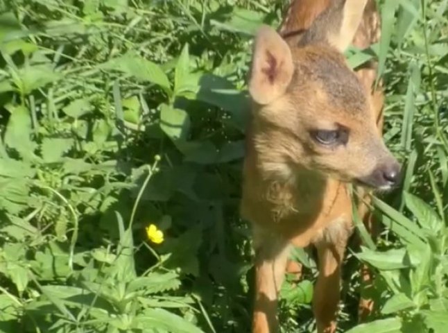 В Ужгороді знайшли маленьку козулю