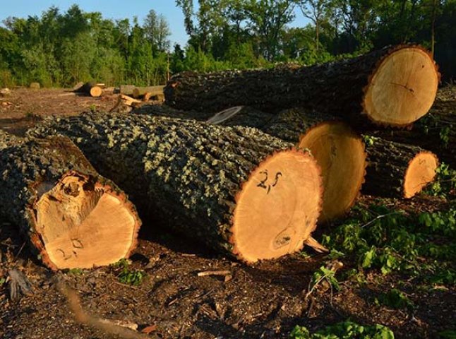 На Мукачівщині чоловік на тракторі перевозив незаконно вирубане дерево