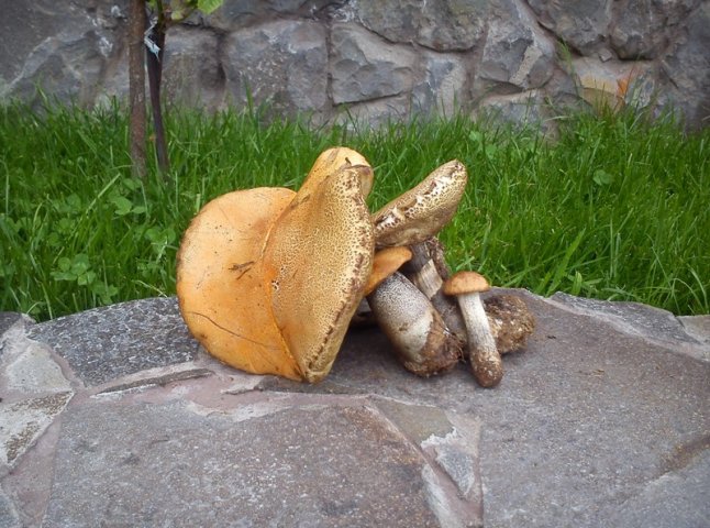 На Мукачівщині з’явились перші гриби (ФОТОФАКТ)