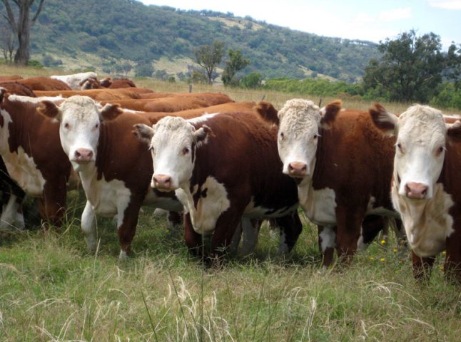 На Хустщині зменшилась кількість поголів’я худоби