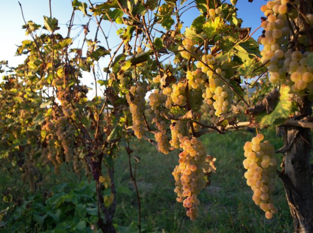 Житель Берегівського району загинув під час збору урожаю винограду