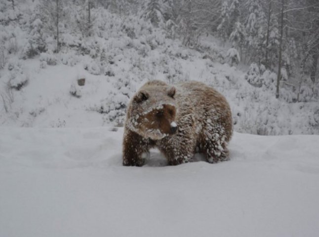 Мережу підкорюють фото бурих ведмедів