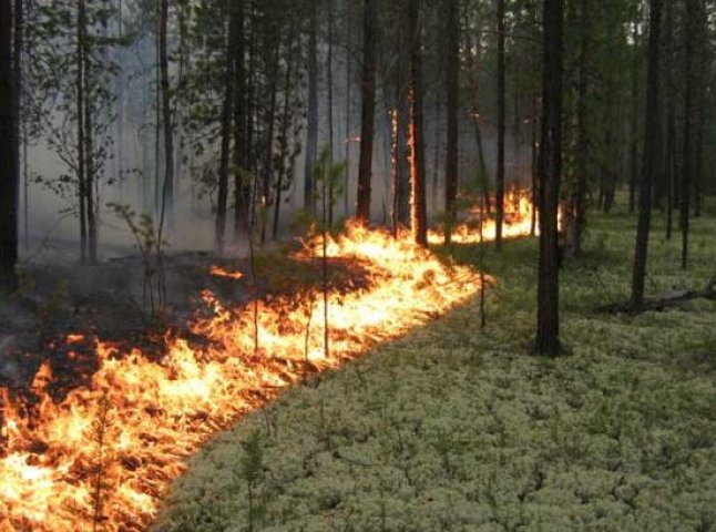 Лісівники Закарпаття вирішували як уникнути лісових пожеж