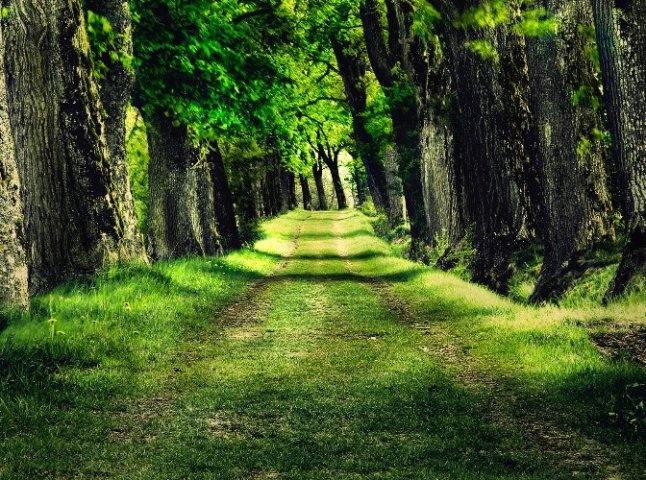 Відтепер Берегівський і Мукачівський райони сполучає ще одна дорога – лісова