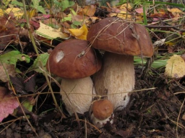 У лісах Перечинщини досі знаходять гриби