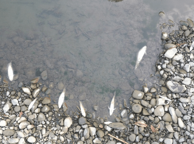 Жахлива картина на Латориці у межах Мукачева: річка вкрита мертвою рибою