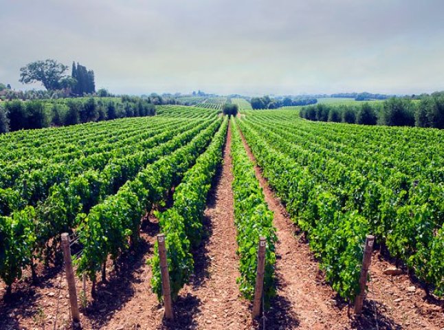 У Середньому буде створена навчально-дослідна ділянка, де вирощуватиметься виноград європейських сортів