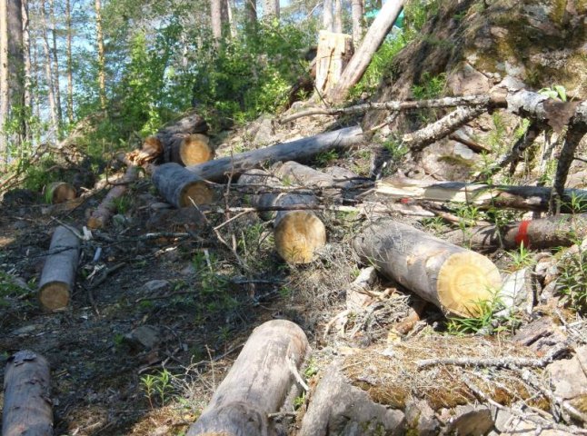 Бюджет Воловеччини отримав 60 тисяч гривень збитків, завданих вирубкою лісів