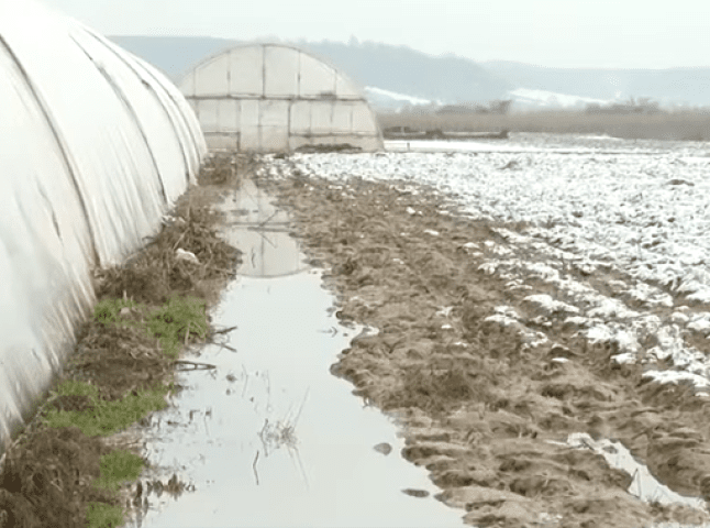 На Закарпатті затопило відомі на всю Україну парники з ранньою капустою