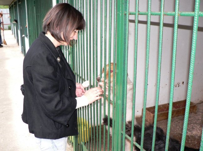 Притулок для тварин у Мукачеві немає коштів для існування