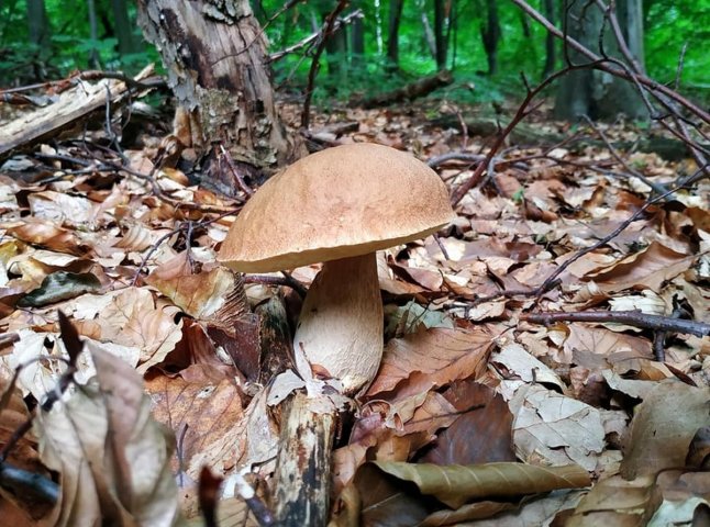 Тихе полювання: де на Закарпатті вже збирають гриби