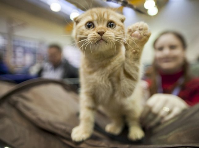 В Ужгороді пройшов конкурс котів "Міс-Кіс"