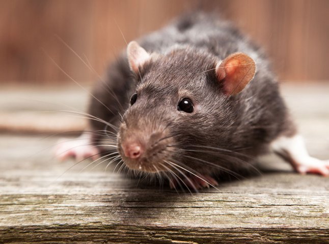 На Ужгородщині пацюк укусив 10-місячну дитину