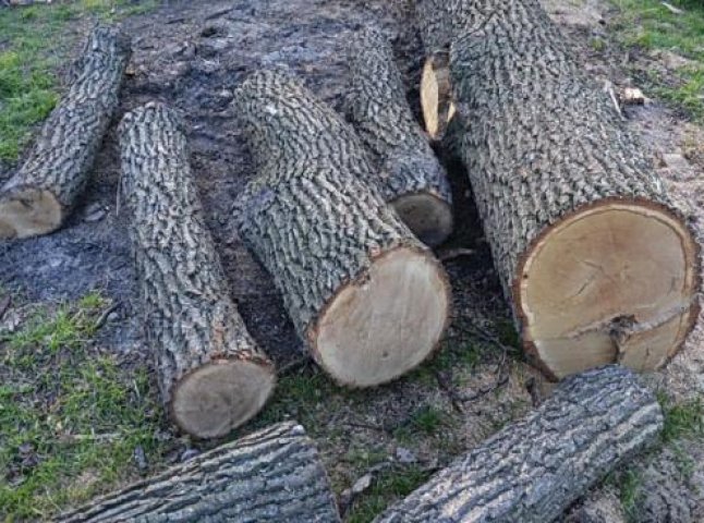 На Великоберезнянщині браконьєри нарубали дерев на 200 тисяч гривень