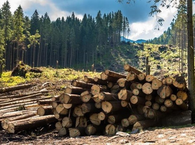 Перевірити законність вирубки лісу на Закарпатті тепер можна онлайн