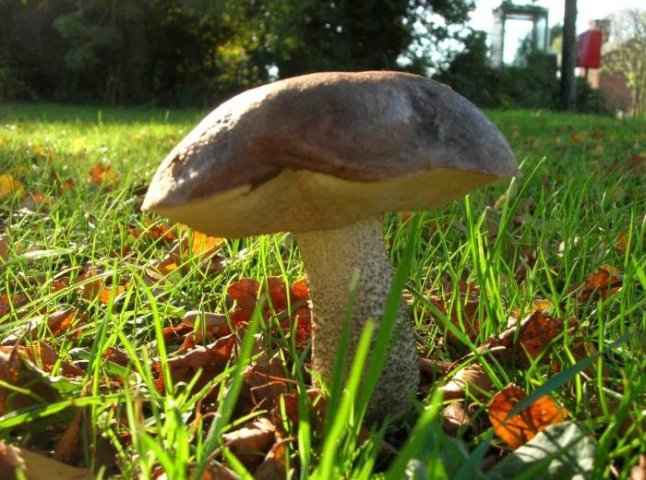 На Закарпатті почався осінній сезон грибів