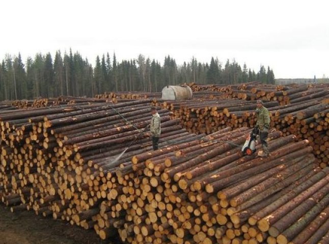 Поліція розшукує браконьєрів, які "спустошили" ліс на 60 тисяч гривень