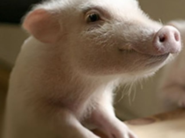 Беконні свині – ландраси, за півроку набирають вагу до 150 кілограмів