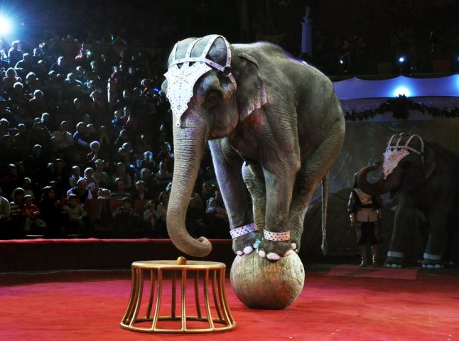 В Ужгороді почали збір підписів за заборону цирків з тваринами