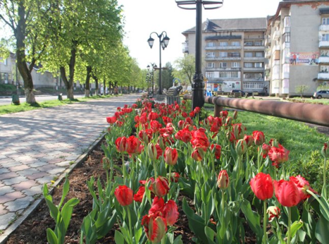 Тюльпани заполонили центральну частину Міжгір’я (ФОТО)