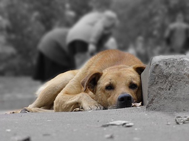 У Хусті планують очистити вулиці від безпритульних тварин (ВІДЕО)