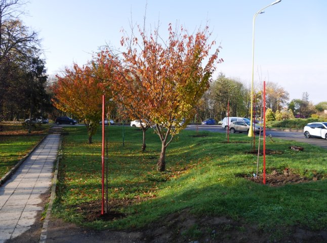 Цього місяця в Ужгороді висадять 250 дерев