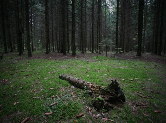 Мешканку Мукачева знайшли у темному лісі