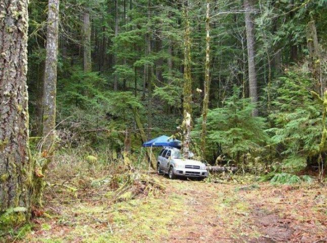 Обласні депутати пропонують обмежити рух транспортних засобів у лісах Закарпаття