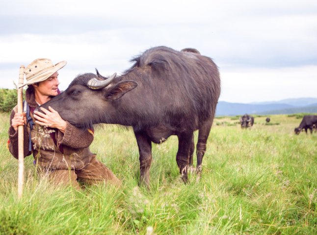 Карпатських буйволів рятує німецький еколог