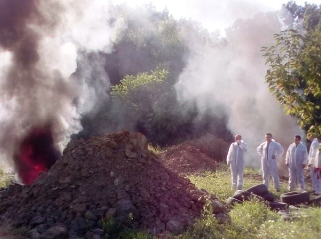 Спочатку тварин присипили, потім скинули у скотомогильник, далі спалили: як на Мукачівщині свиней утилізовують