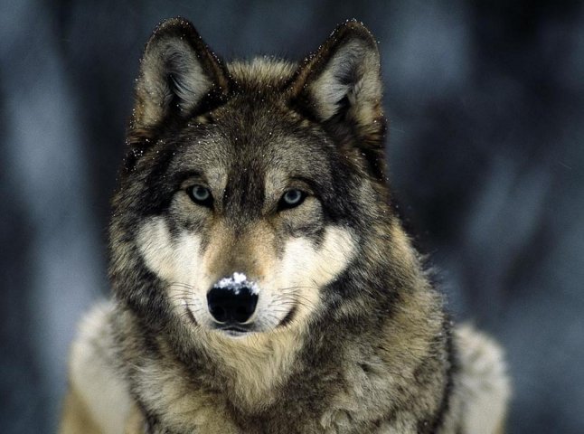 Жінка помітила на вулиці закарпатського села вовка