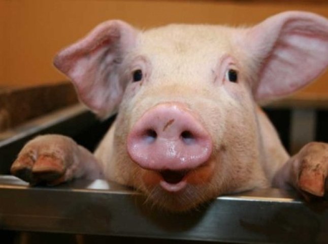 На Берегівщині свині постраждали від крадіжки