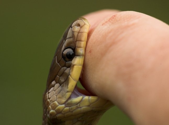 На Тячівщині під час збирання ягід чоловіка вкусила змія
