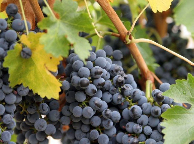 Волонтери збиратимуть сорти вина, які історично росли в Закарпатті, починаючи від періоду кельтської колонізації