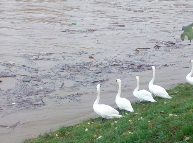 Велика вода річки Уж витіснила лебедів на берег