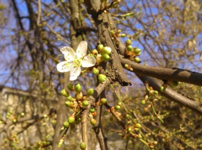 В Ужгороді вже квітнуть плодові дерева