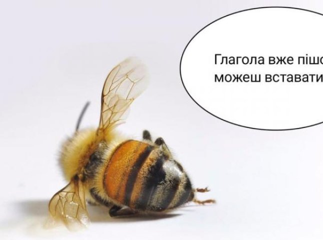  "Мертві" бджоли "воскресли": соцмережі вибухнули жартами 
