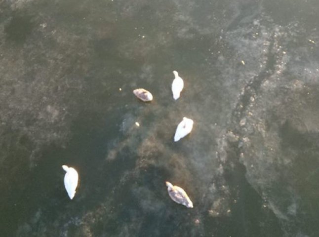 В Ужгороді кілька лебедів вмерзли в кригу: люди намагаються їх врятувати