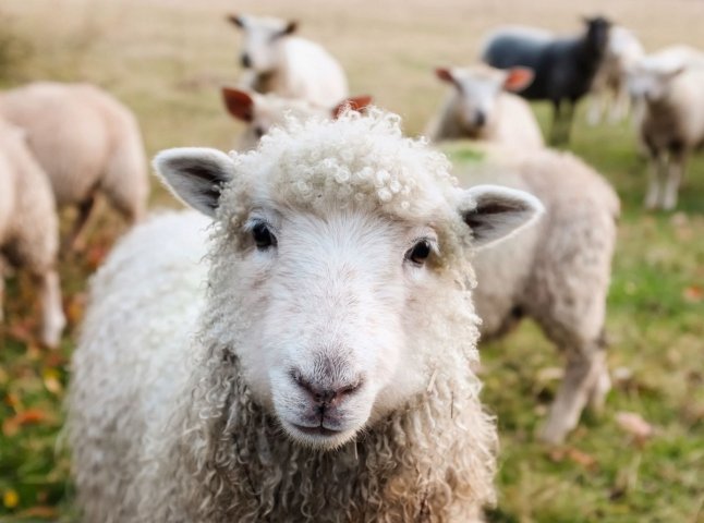Житель Мукачева займається вівчарством і тримає близько тисячі овець