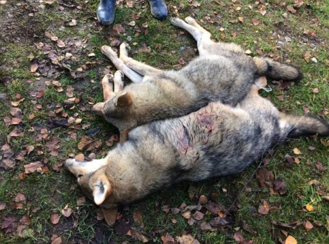 На Хустщині застрелено двох вовків, які тримали в страху курортне село
