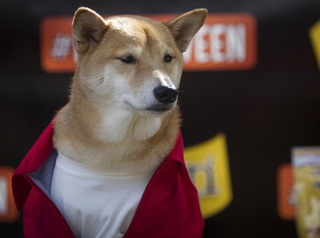 В Ужгороді відбудеться парад собак "За гуманне ставлення до тварин"