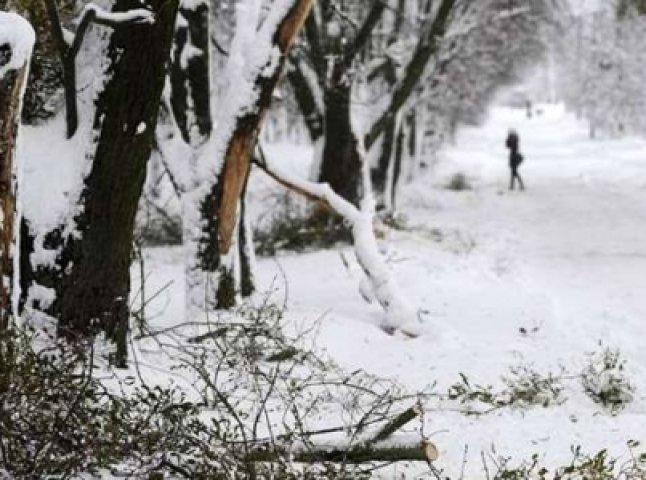 Через сильні снігопади на автошляхи Закарпаття падали дерева